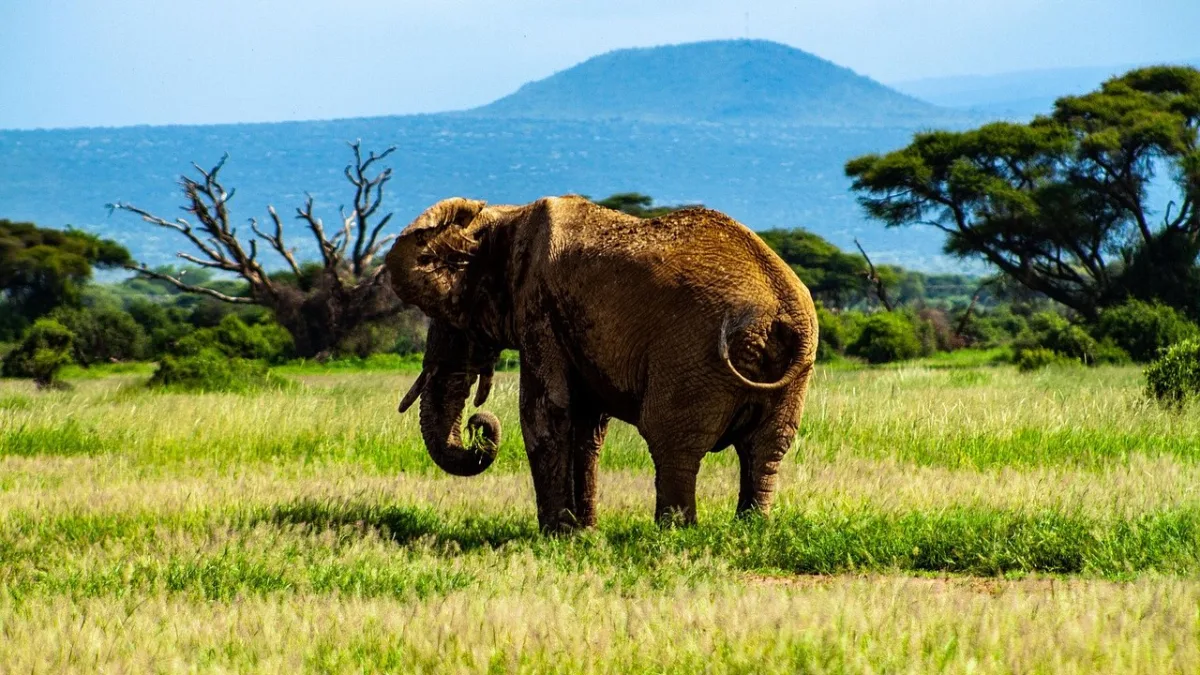 Parc national d'Amboseli : guide complet d'un joyau du sud kenyan