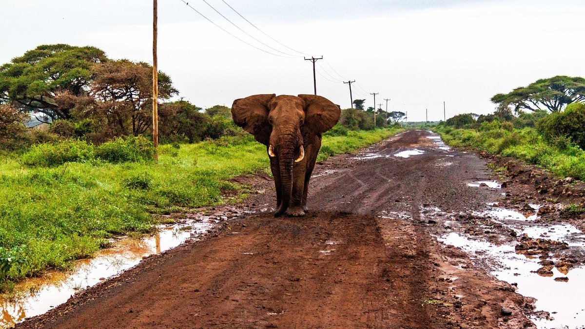 Amboseli face au Kilimandjaro au Kenya