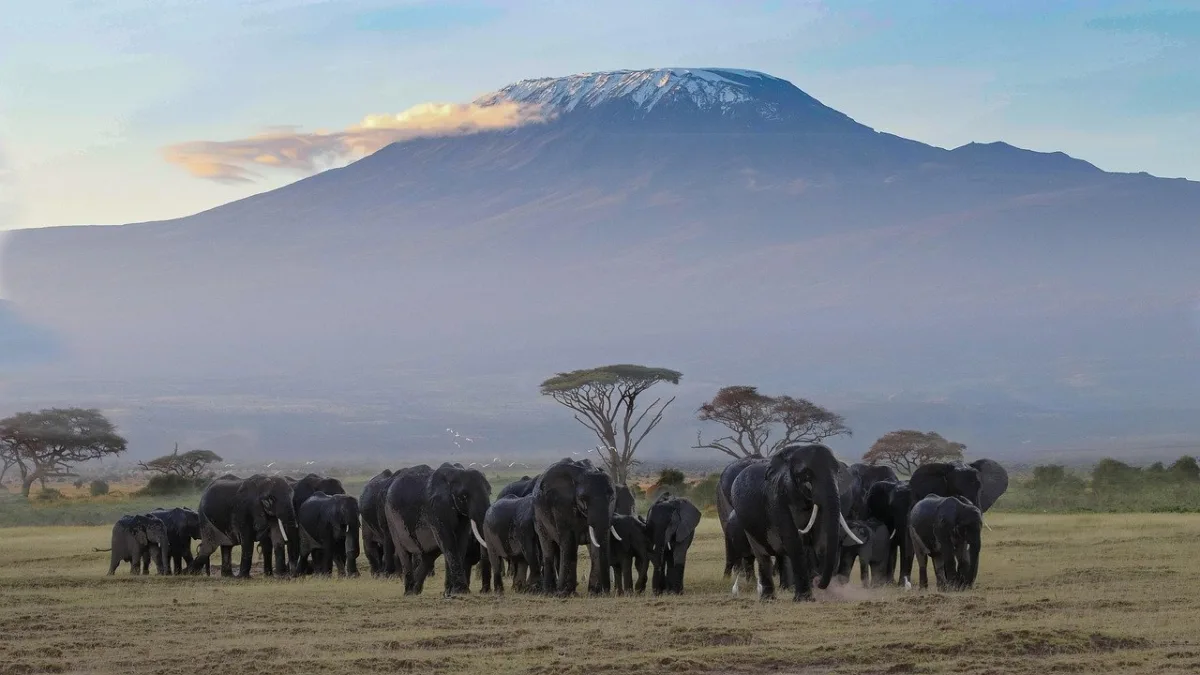 Safari à Amboseli : guide pratique pour organiser votre séjour