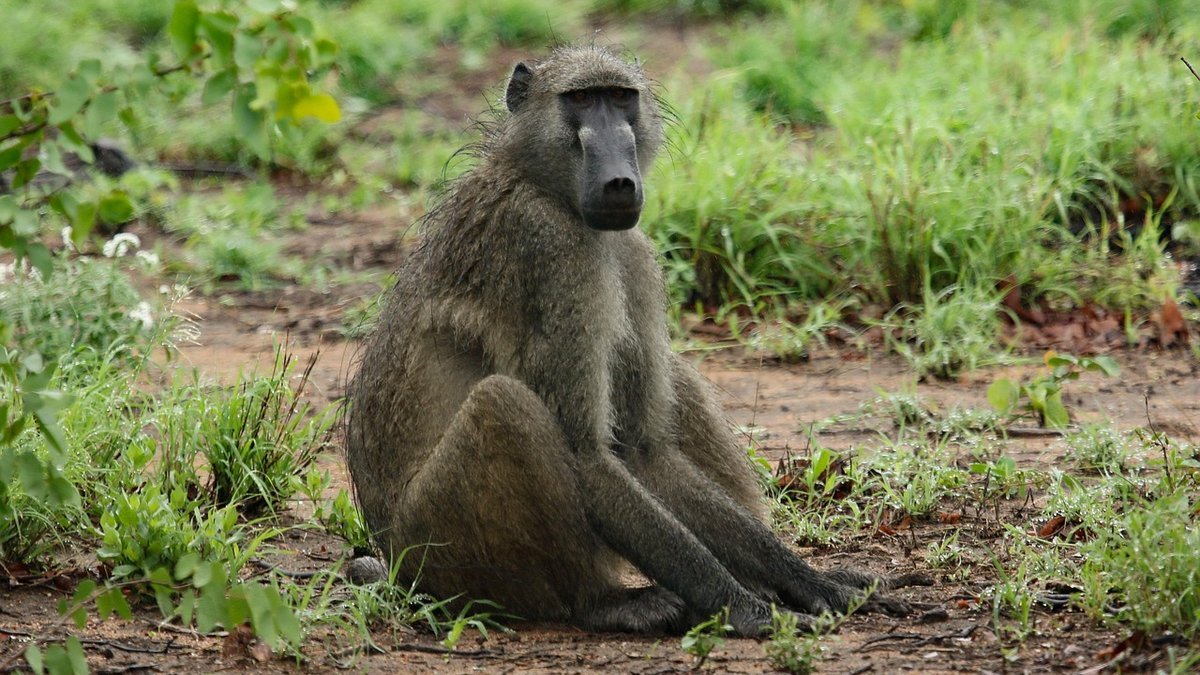 Primate d'Afrique en Tanzanie