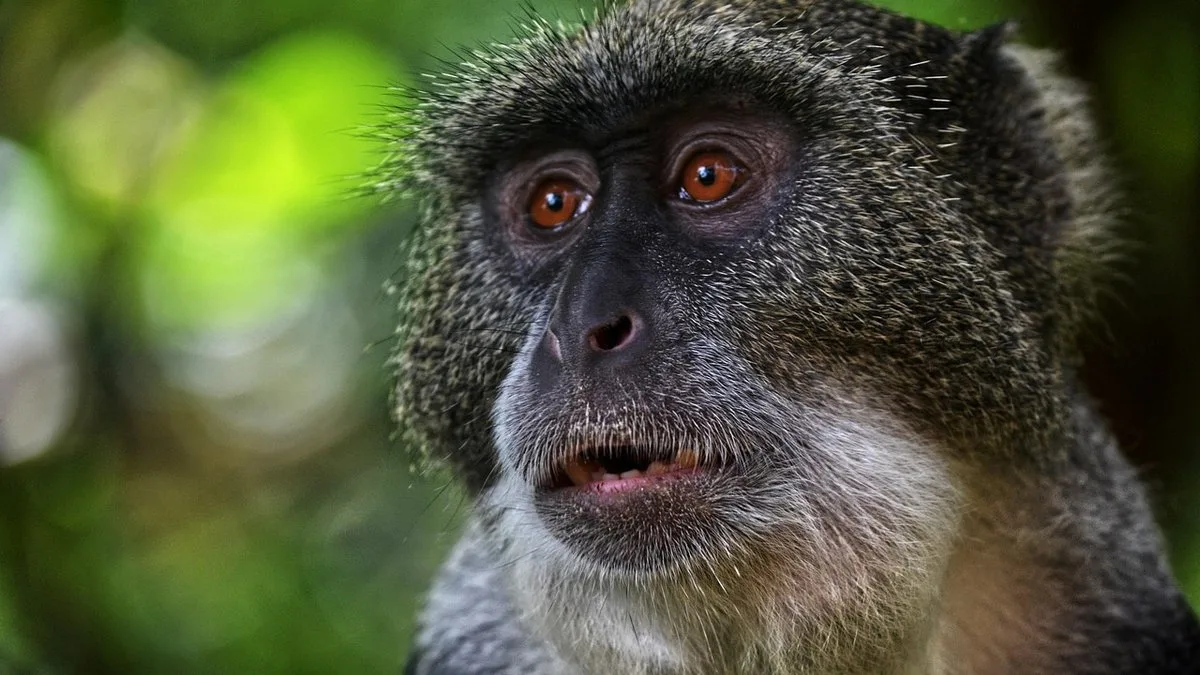 Forêt de Jozani et colobes roux : à la rencontre du trésor endémique de Zanzibar