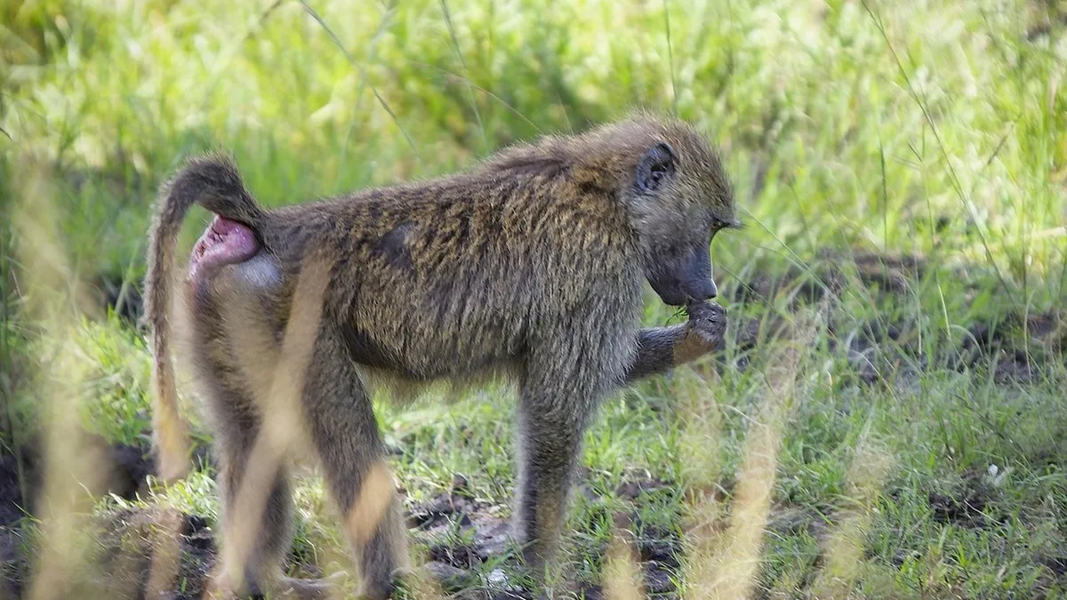 Les primates du Kenya : babouins, colobes et singes