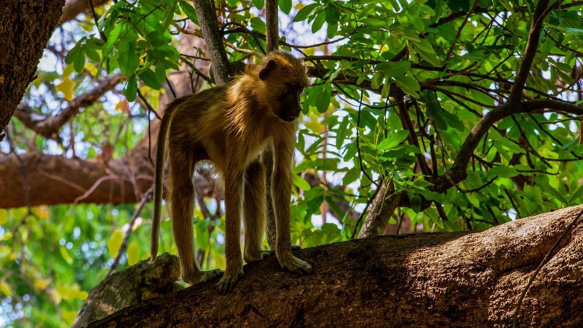 Primate d'Afrique en Tanzanie