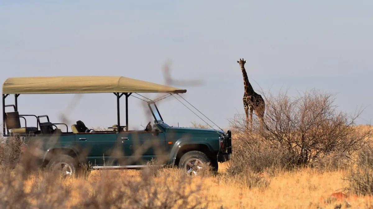 Circuit safari au Kenya : les meilleurs itinéraires jour par jour
