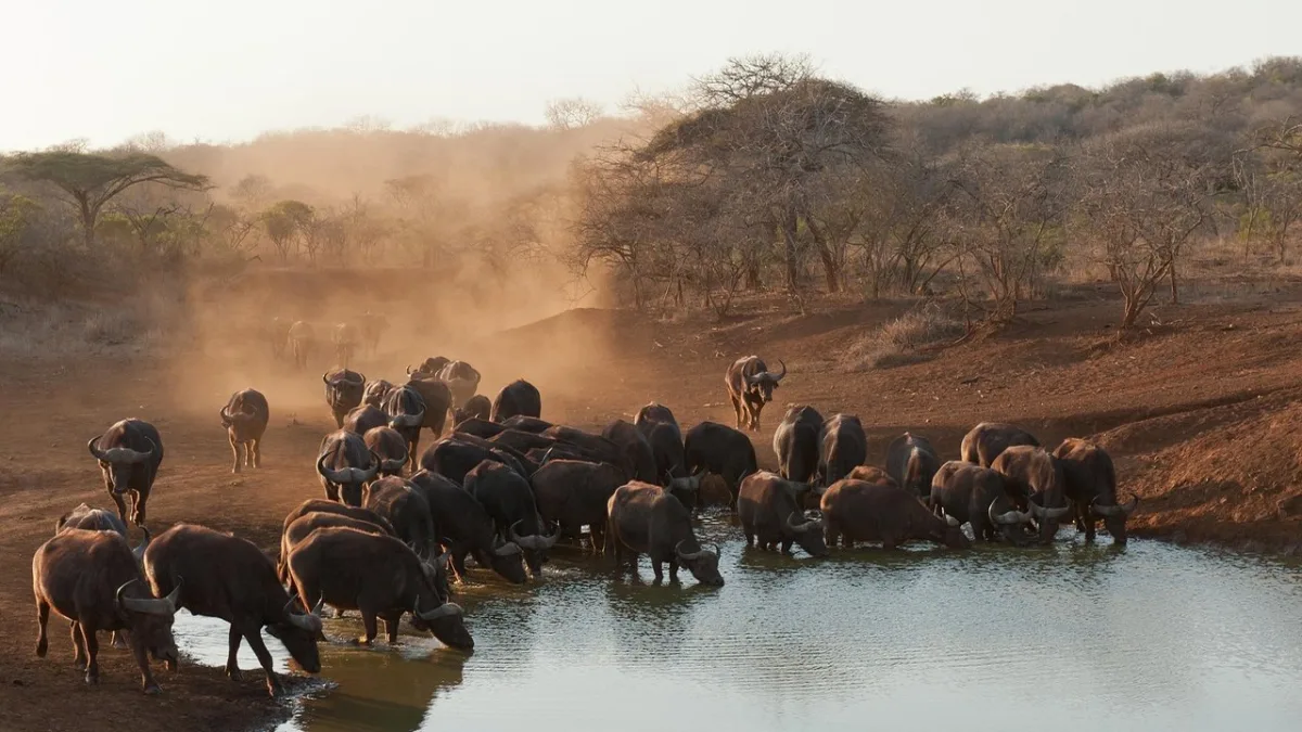 Le buffle en Tanzanie : la force tranquille des Big Five