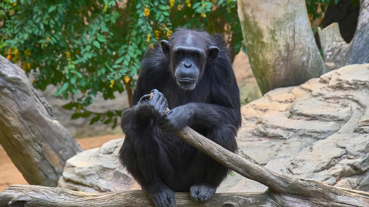 Safari Tanzanie + Ouganda chimpanzés : allier savane et grands singes