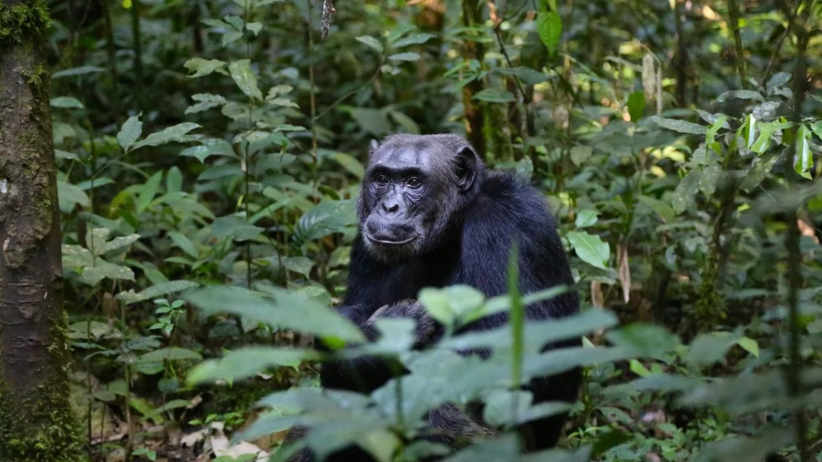 Observer les Chimpanzés en Tanzanie : Mahale Mountains et Gombe Stream