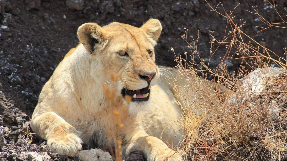 Descente dans le cratère du Ngorongoro : journée pas à pas, pistes, faune et tarifs