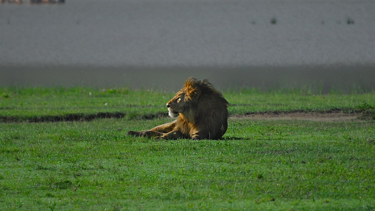 Cratère du Ngorongoro en Tanzanie