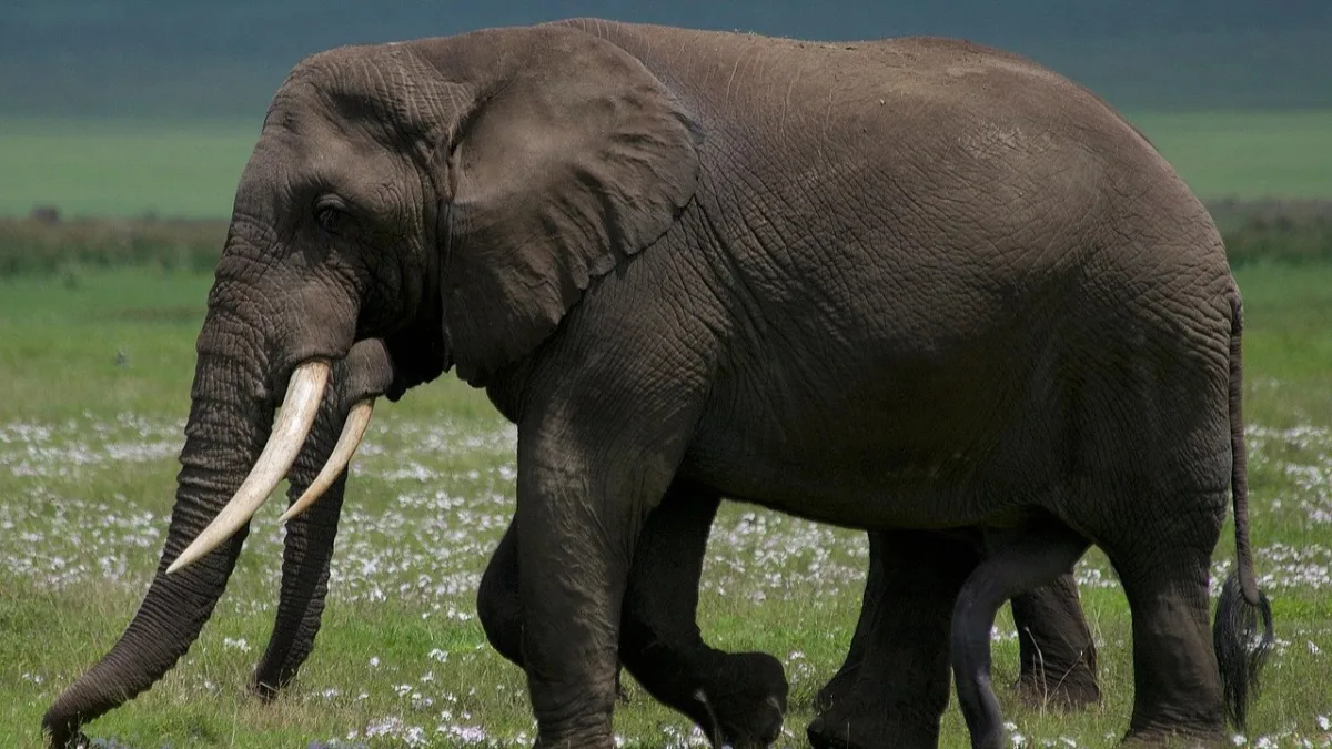 Safari 3 jours en Tanzanie : Tarangire, Manyara et Ngorongoro