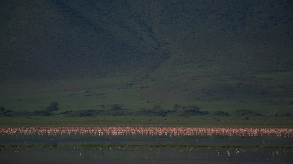 Cratère du Ngorongoro Tanzanie : la caldeira aux 25 000 mammifères, classée UNESCO