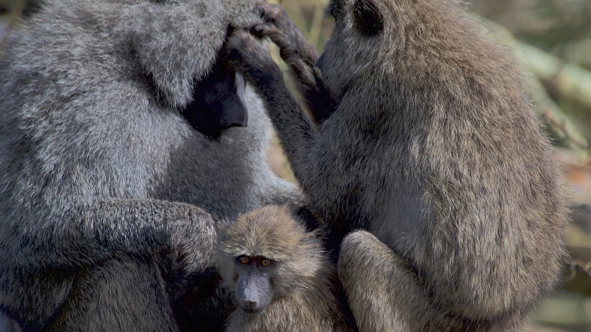 Cratère du Ngorongoro en Tanzanie