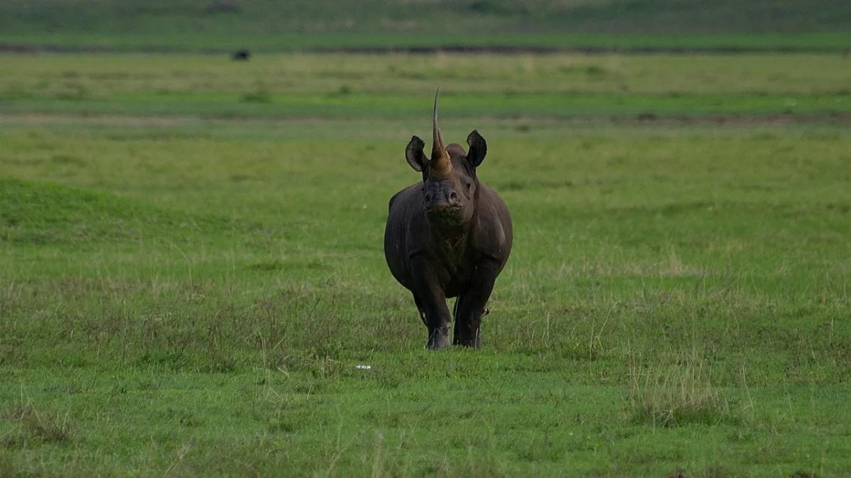 L'aire de conservation du Ngorongoro : 8 292 km² où l'homme, la faune et l'histoire se rencontrent