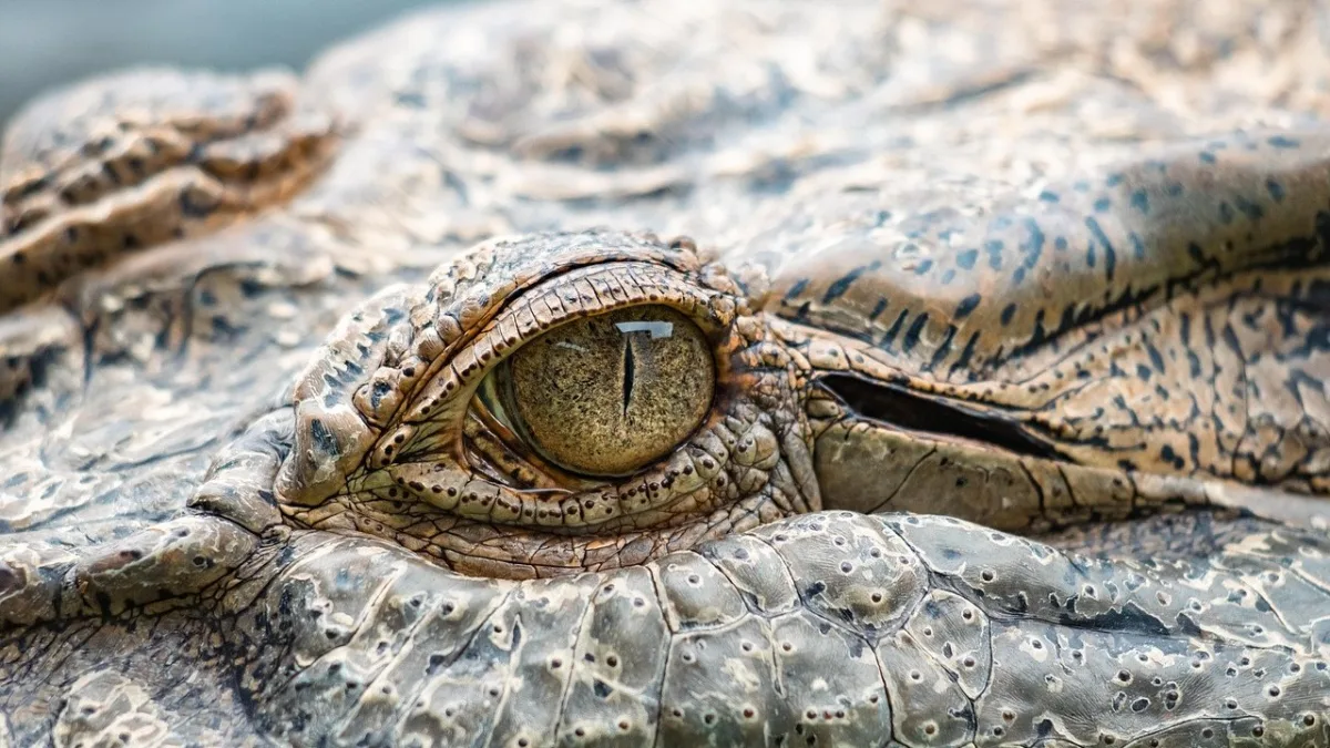 Crocodile du Nil au Kenya : prédateur des rivières et des lacs