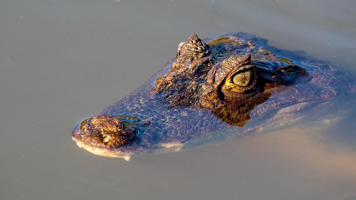 Crocodile du Nil en Tanzanie