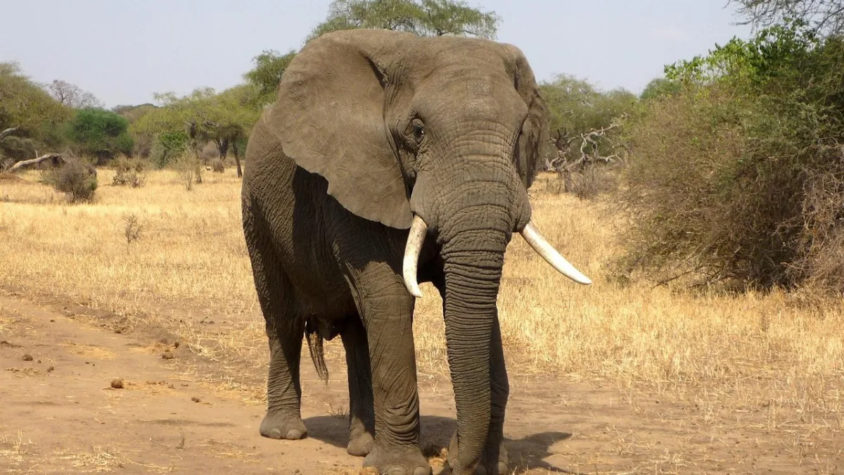 L'orphelinat Sheldrick à Nairobi : visite, éléphanteaux et parrainage