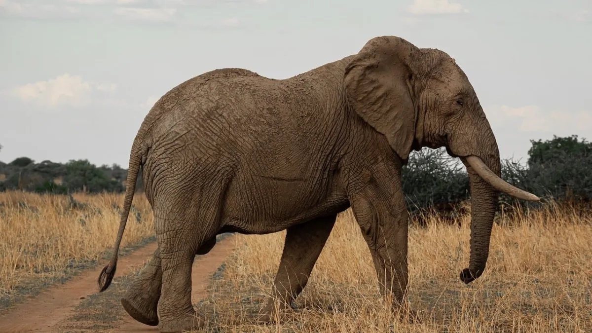 Les éléphants rouges de Tsavo : un phénomène unique au Kenya