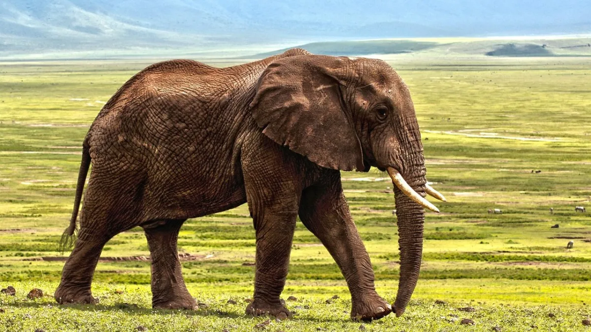 L'éléphant d'Afrique au Kenya : le géant de la savane