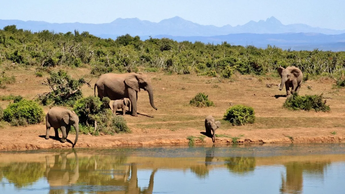 L'éléphant en Tanzanie : géant de Tarangire