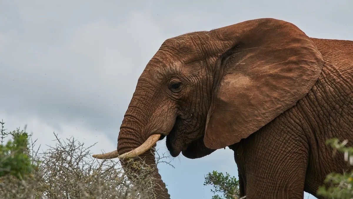 Parc national de Tarangire en Tanzanie : le royaume des éléphants et des baobabs