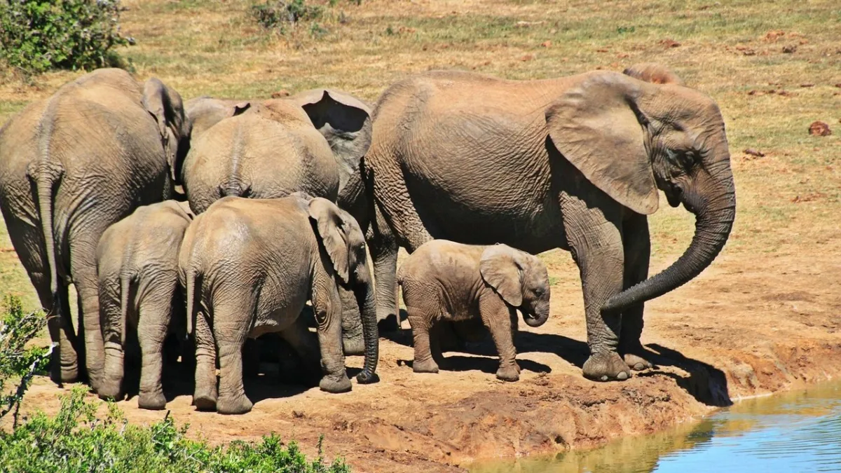 Éléphants de Tarangire : la plus grande concentration d'Afrique de l'Est