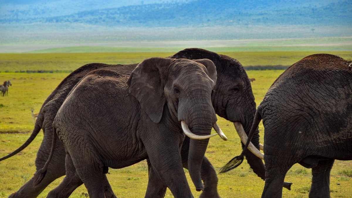 Safari en Tanzanie