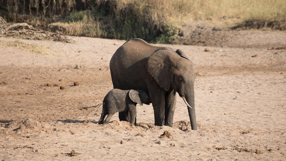 Safari en Tanzanie