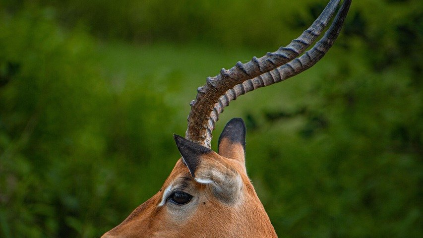 Safari en Tanzanie