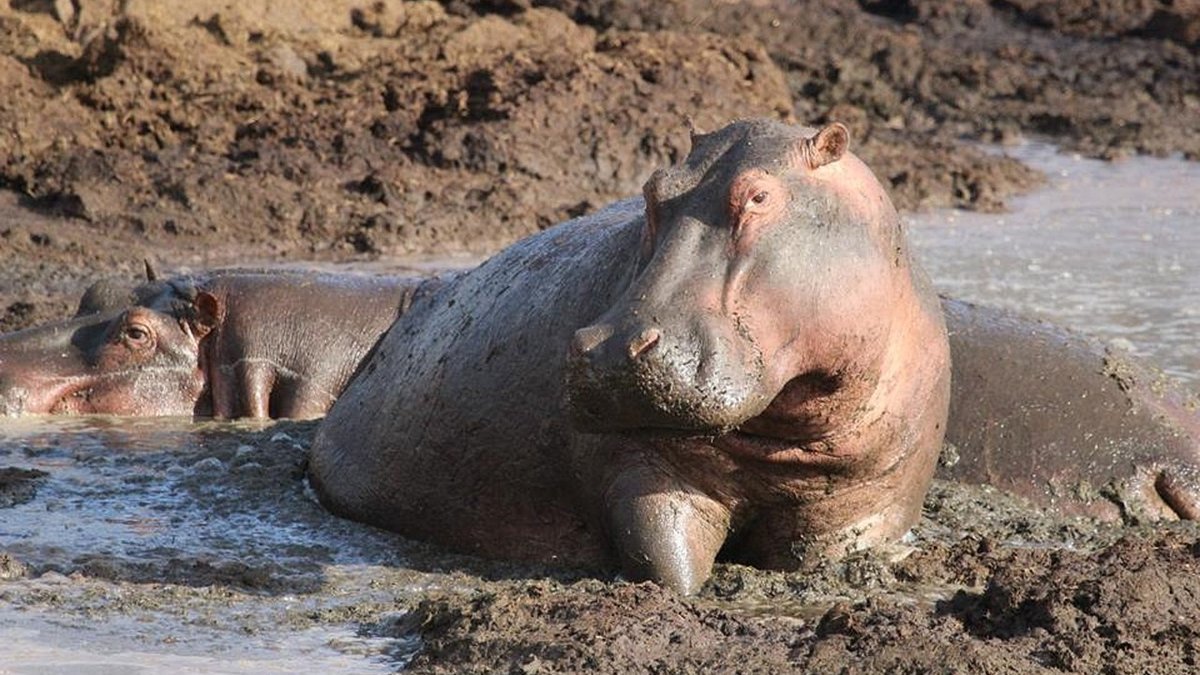Safari en Tanzanie