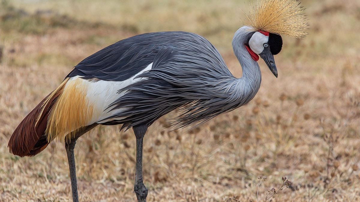 Safari en Tanzanie