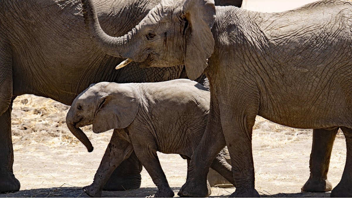 Safari en Tanzanie
