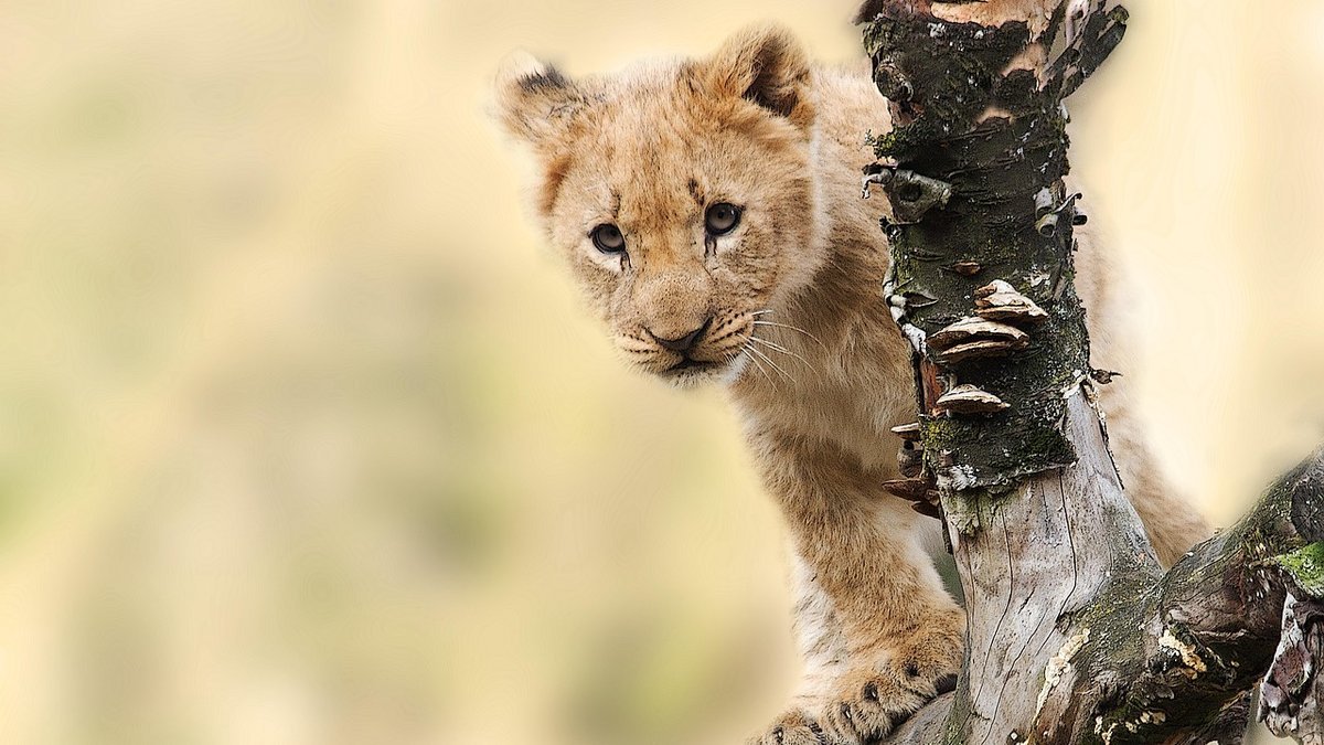 Safari en Tanzanie
