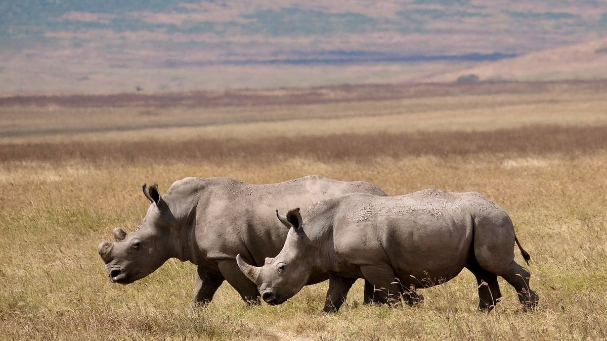 Safari en Tanzanie