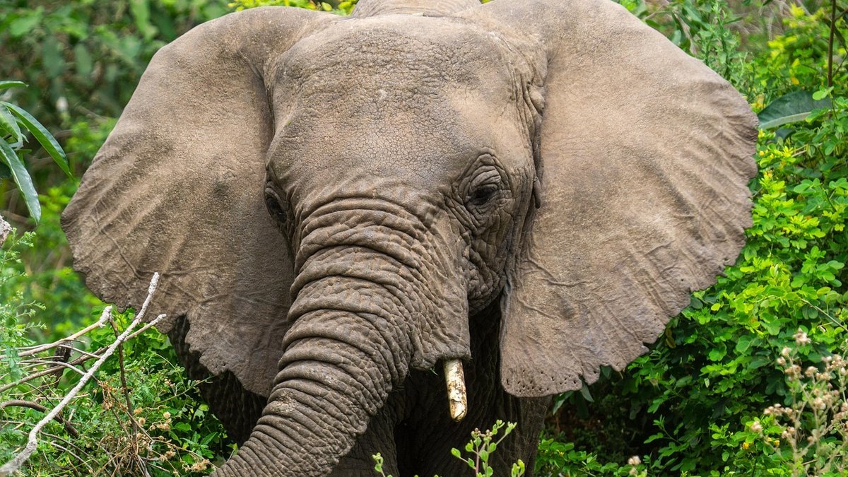Safari en Tanzanie
