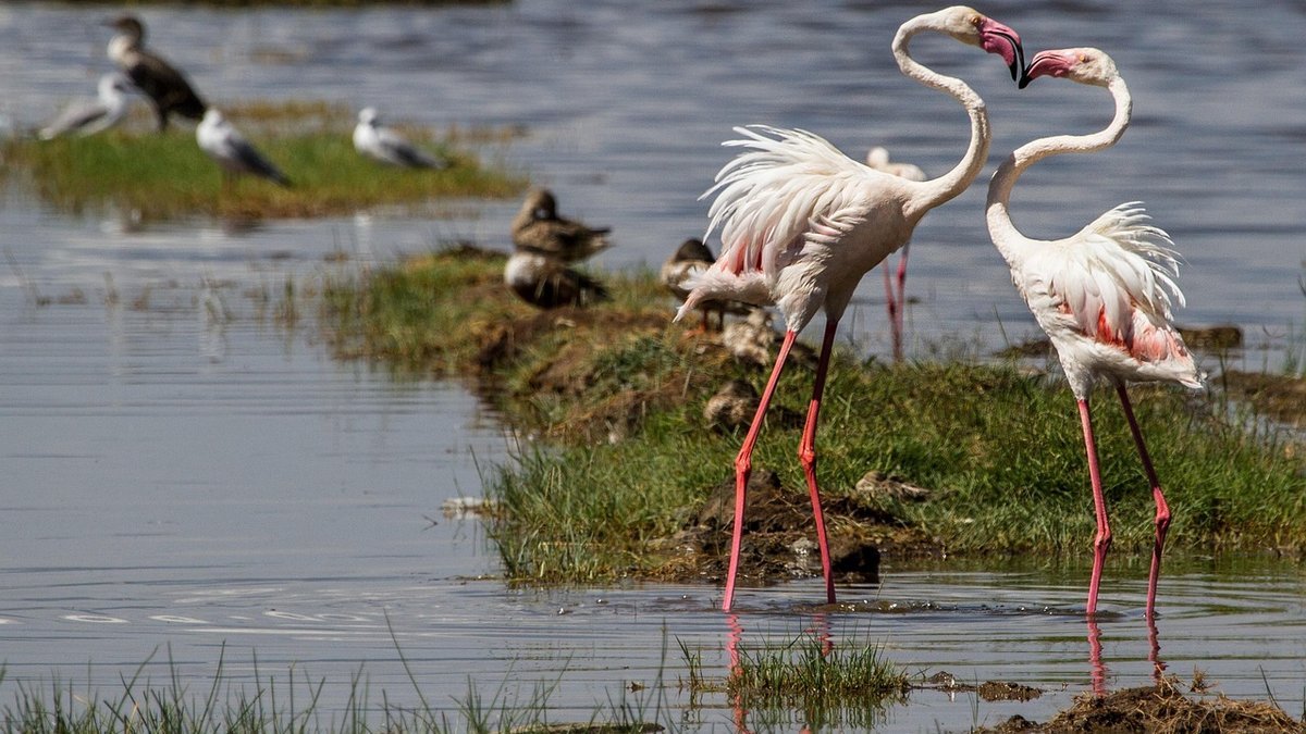 Flamants roses au Kenya