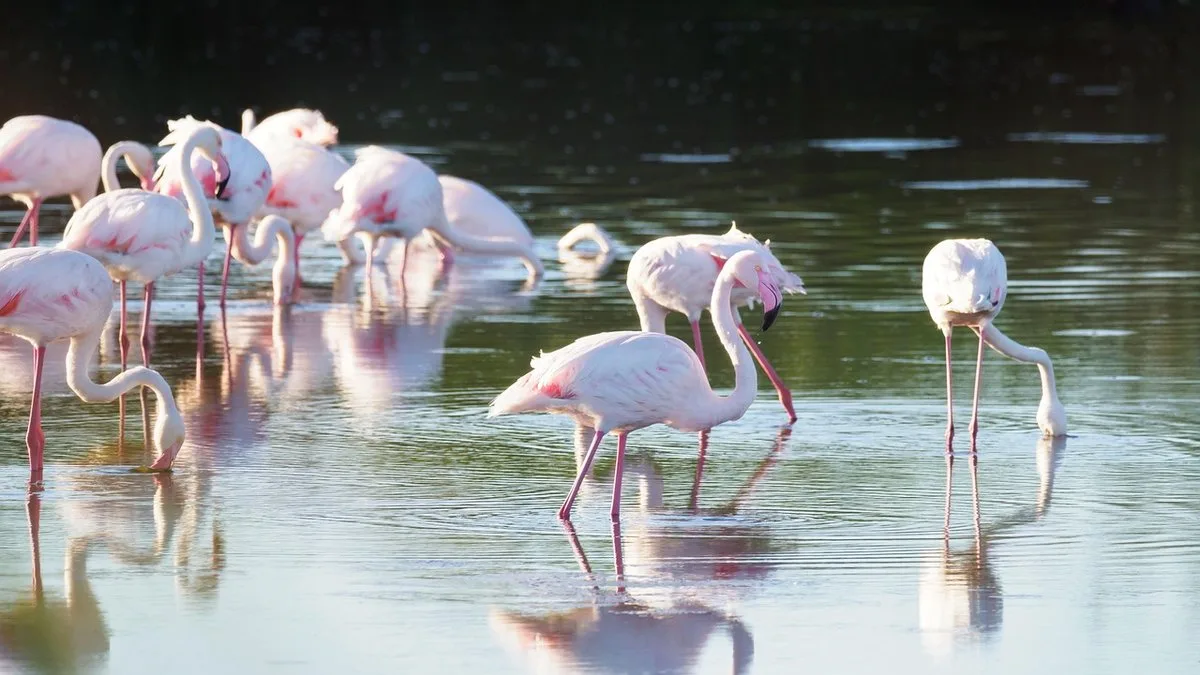 Les flamants roses du lac Natron : la plus grande colonie d'Afrique