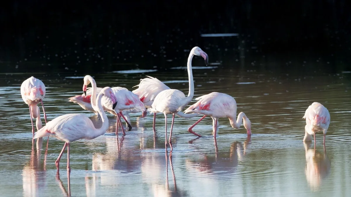 Les flamants roses au Kenya : où et quand les observer