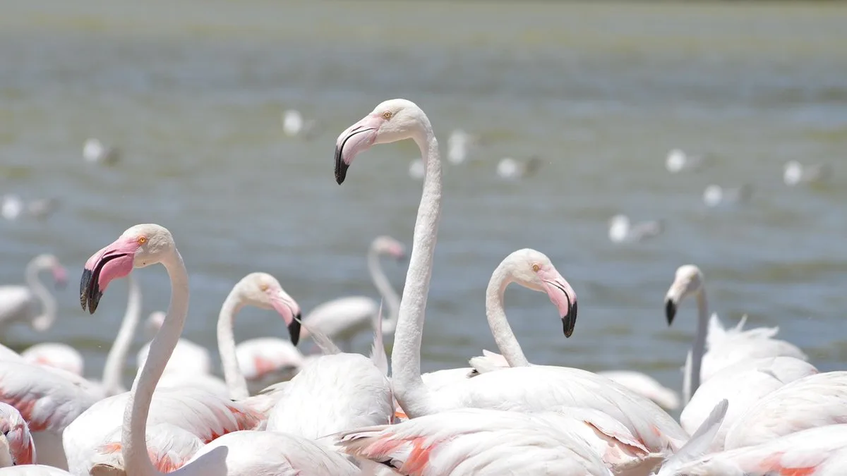 Lac Bogoria : flamants roses et geysers du Rift kenyan