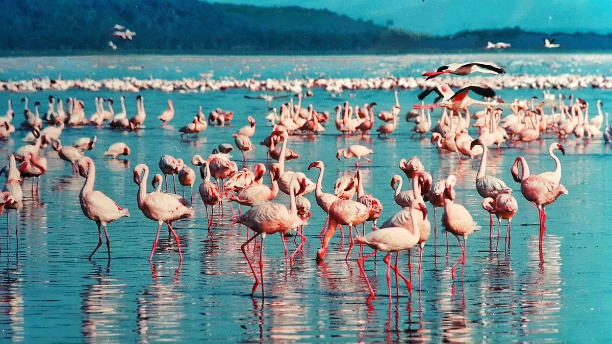 Lac Elementaita : flamants et pélicans dans la vallée du Rift