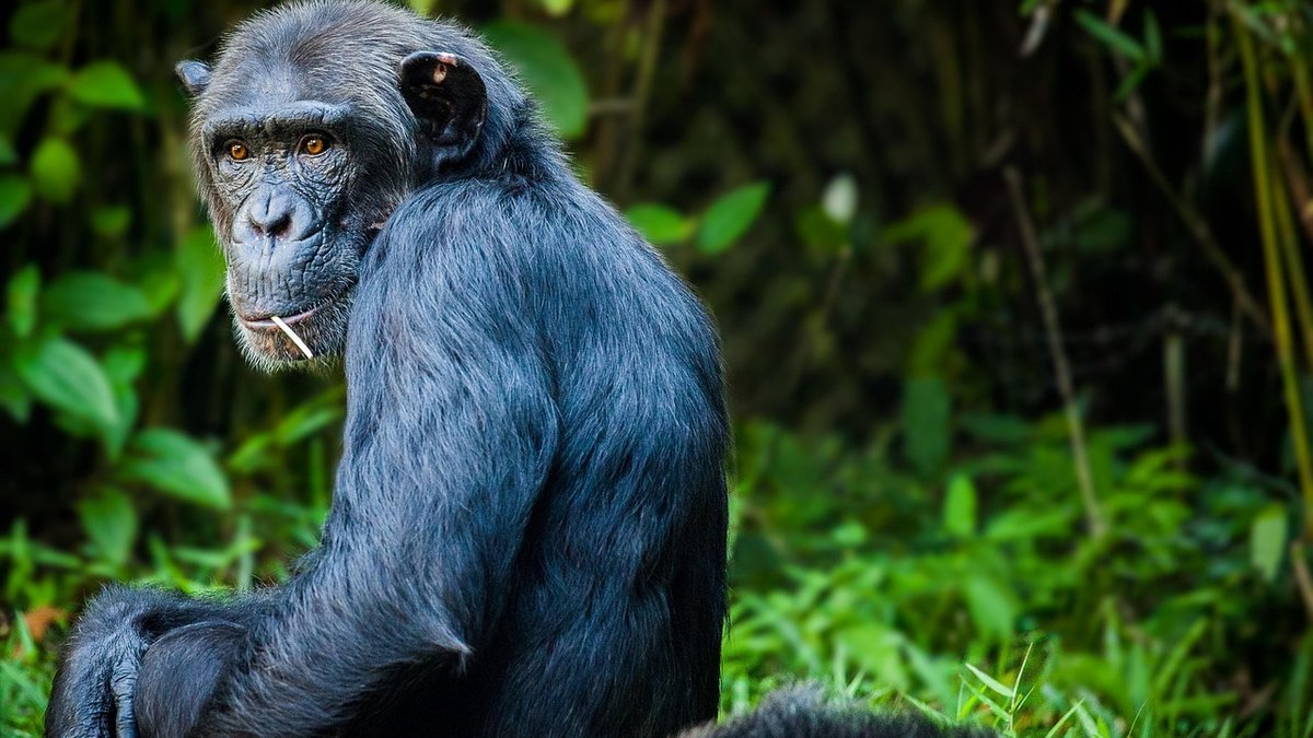 Forêts de Gombe et Mahale en Tanzanie