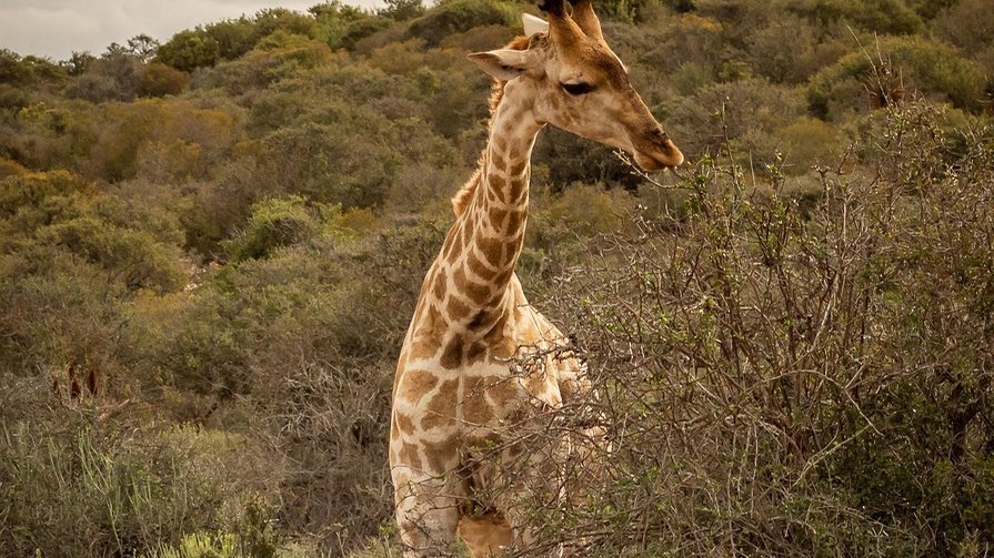 Safari en famille en Tanzanie
