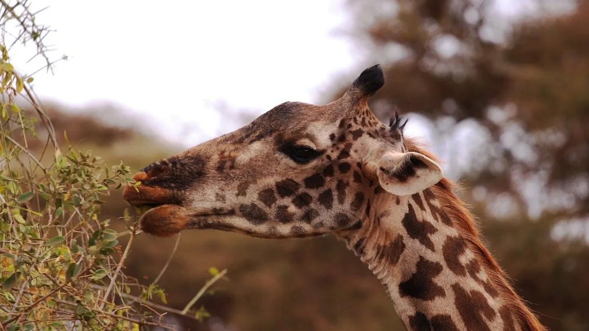 La girafe de Tanzanie : portrait d'une sentinelle de la savane