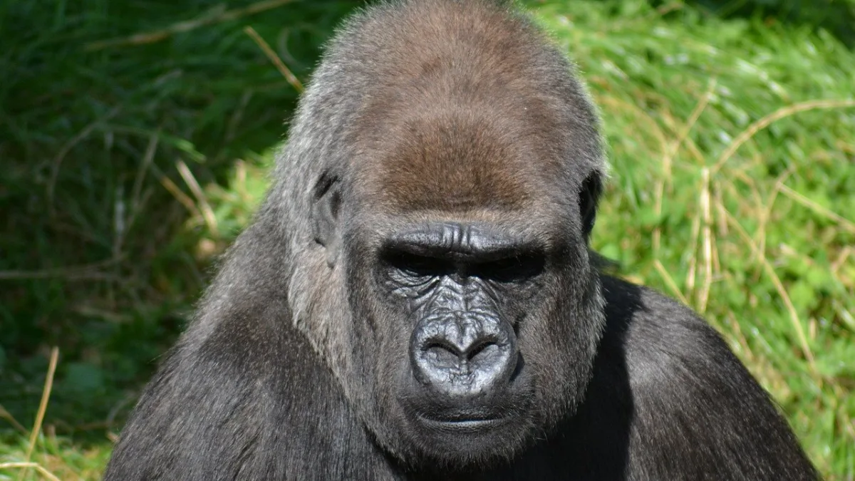 Safari Tanzanie + Rwanda Gorilles : combiner la savane et les grands singes