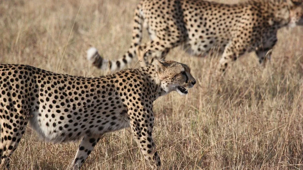 Le guépard au Kenya : le félin le plus rapide du monde