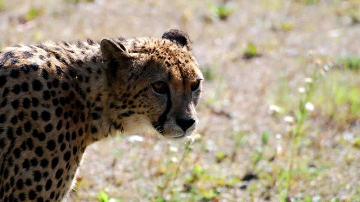 Le guépard au Serengeti : observer Acinonyx jubatus sur les plaines tanzaniennes