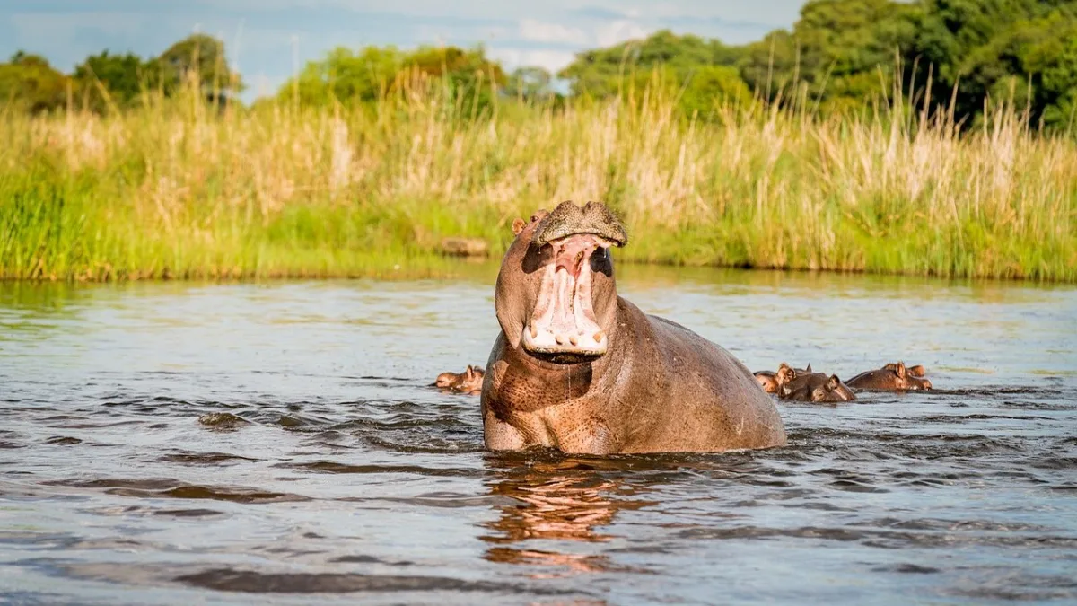L'hippopotame au Kenya : l'animal le plus dangereux d'Afrique