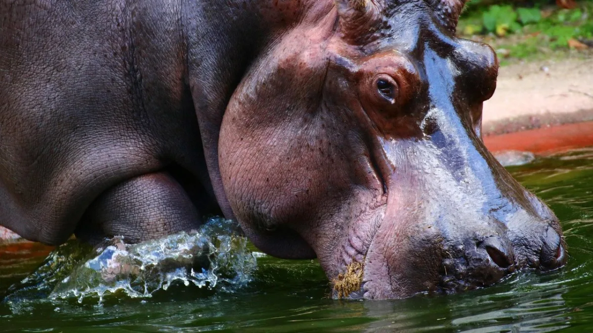 L'hippopotame en Tanzanie : le colosse des rivières et des lacs