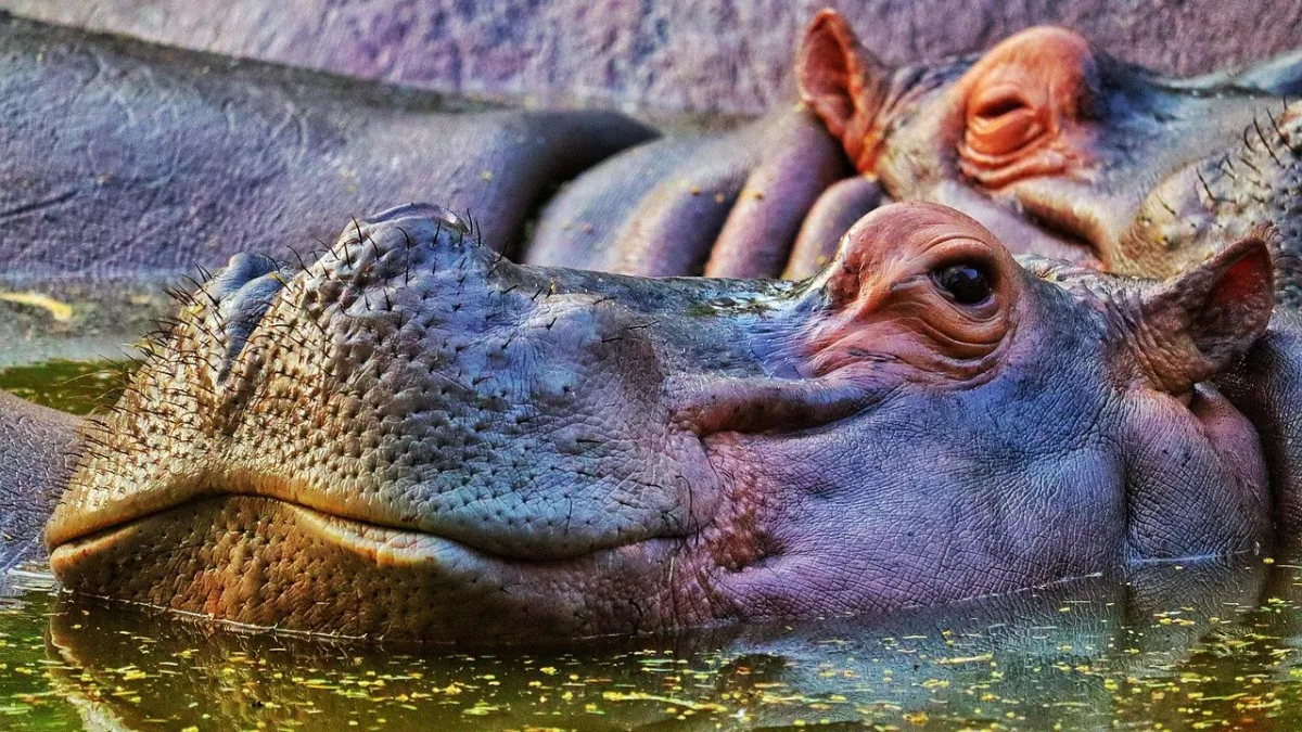 Safari en bateau au Selous : croisière sur le Rufiji, hippopotames et crocodiles
