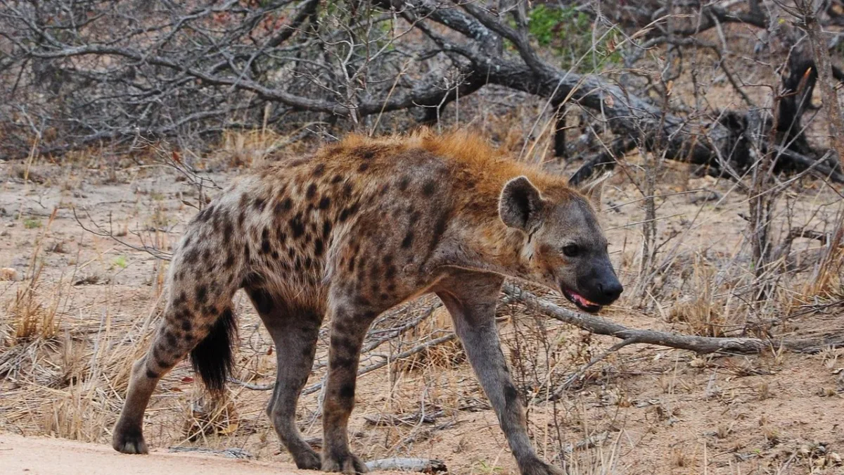 La hyène tachetée au Kenya : le prédateur méconnu de la savane