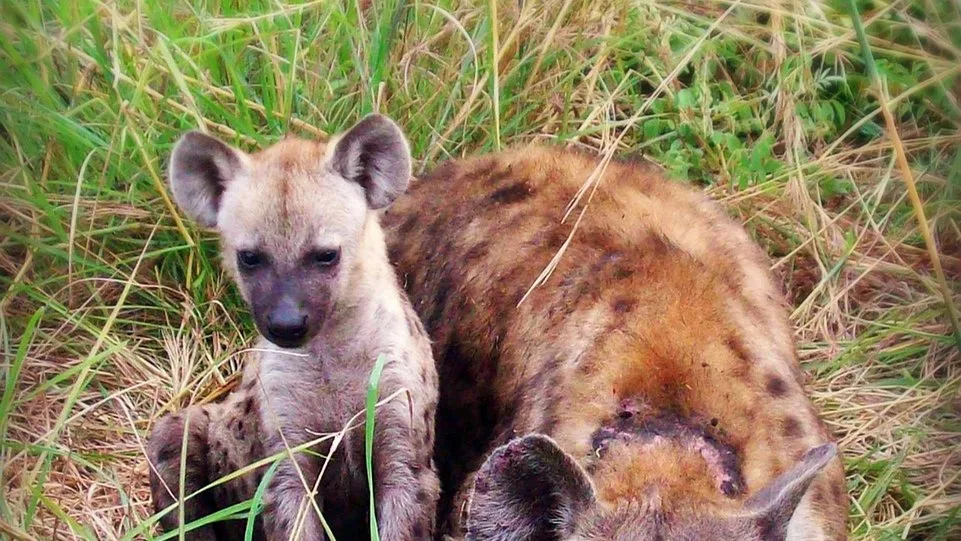Les hyènes tachetées de Tanzanie : clan matriarcal et chasseuse redoutable